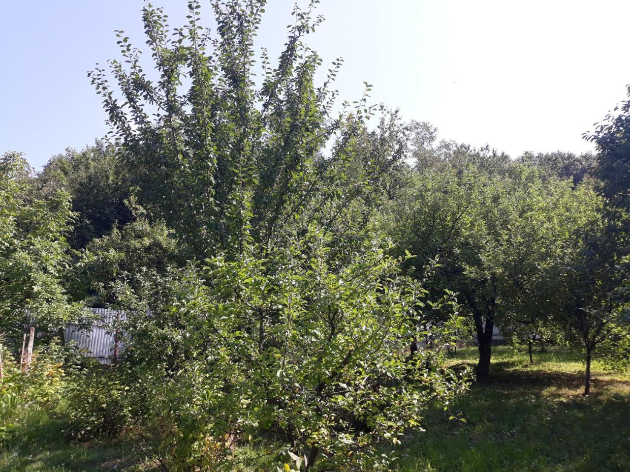 Котедж "Лісовий Затишок" Glubokoye Dış mekan fotoğraf